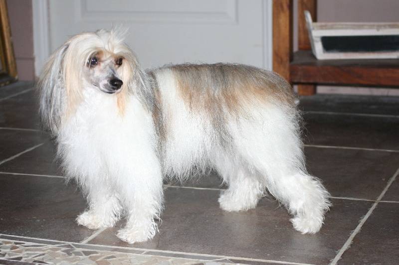 Publication : Taï Mandchou Auteur : V. Deuchst