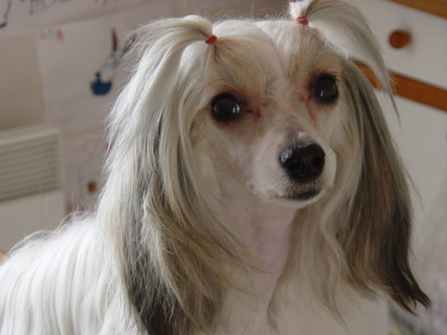 Publication : Taï Mandchou Auteur : V. Deuchst