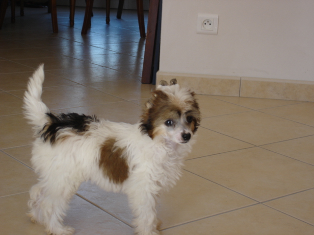 Publication : Taï Mandchou Auteur : V. Deuchst