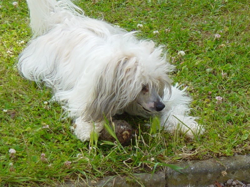 Publication : Taï Mandchou Auteur : V. Deuchst