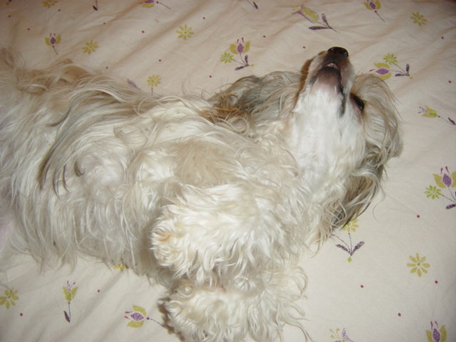 Publication : Taï Mandchou Auteur : V. Deuchst