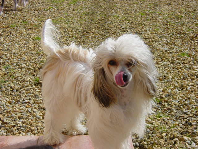 Publication : Taï Mandchou Auteur : V. Deuchst