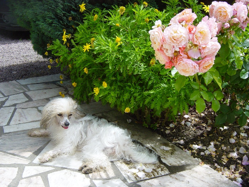 Publication : Taï Mandchou Auteur : V. Deuchst