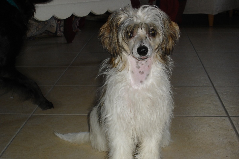 Publication : Taï Mandchou Auteur : V. Deuchst