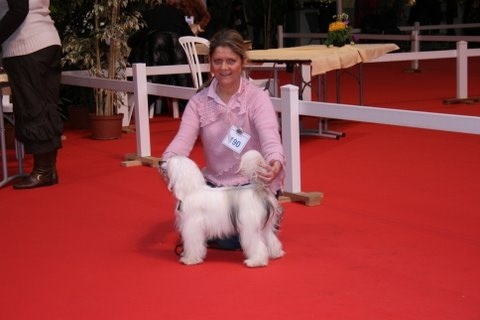 CH. Taï Mandchou Dachun ji - 1er EXC MEILLEUR JEUNE. MEILLEUR DE RACE