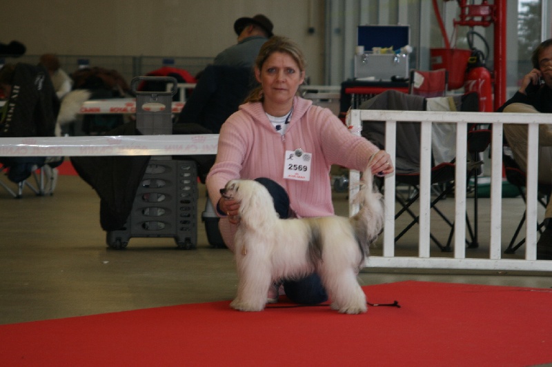 CH. Taï Mandchou Dachun ji - 1er EXC Meilleur Jeune / Meilleur de Race