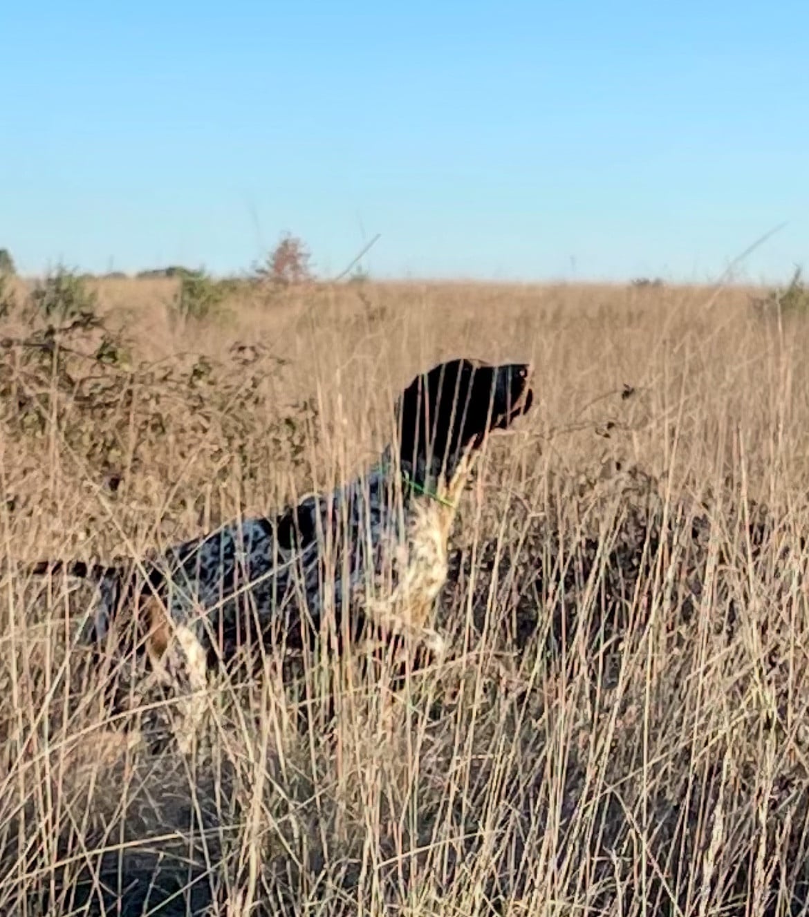 Publication : du Clos de Reve d'Or