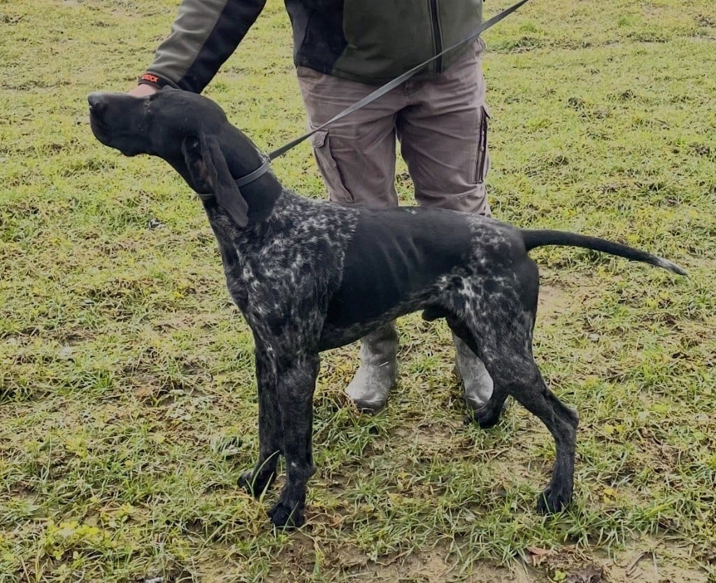 CH. Ultra du Clos de Reve d'Or