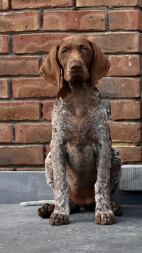 Twix du Clos de Reve d'Or