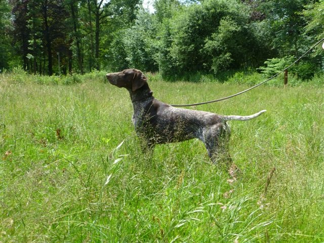 CH. Lara du Clos de Reve d'Or - 2ème EXCELLENT