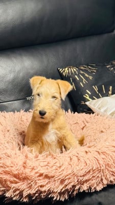 Les chiots de Lakeland Terrier