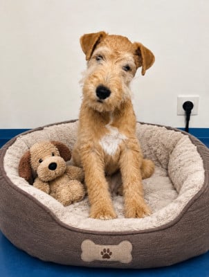 Les chiots de Lakeland Terrier