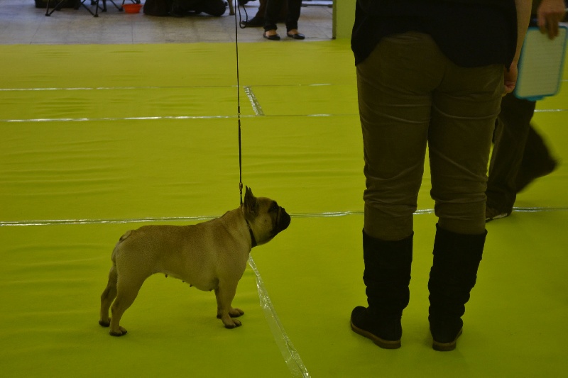 Daphne De tatsienlou - 4 EX