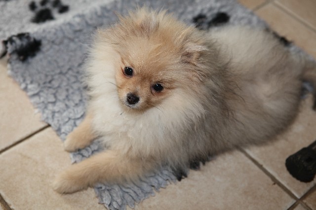 Publication : de l'ange aux papillons Auteur : MOULLARD ODILE