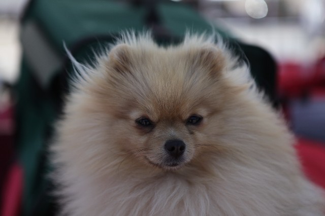 Publication : de l'ange aux papillons Auteur : MOULLARD ODILE