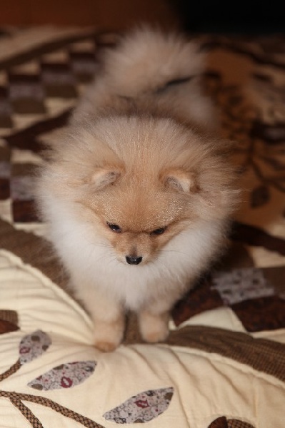 Publication : de l'ange aux papillons Auteur : MOULLARD ODILE