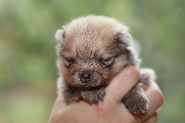 Publication : de l'ange aux papillons Auteur : MOULLARD ODILE