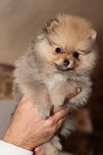 Publication : de l'ange aux papillons Auteur : MOULLARD ODILE