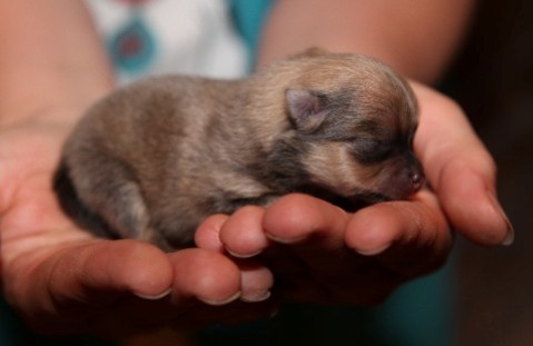 Publication : de l'ange aux papillons Auteur : MOULLARD ODILE
