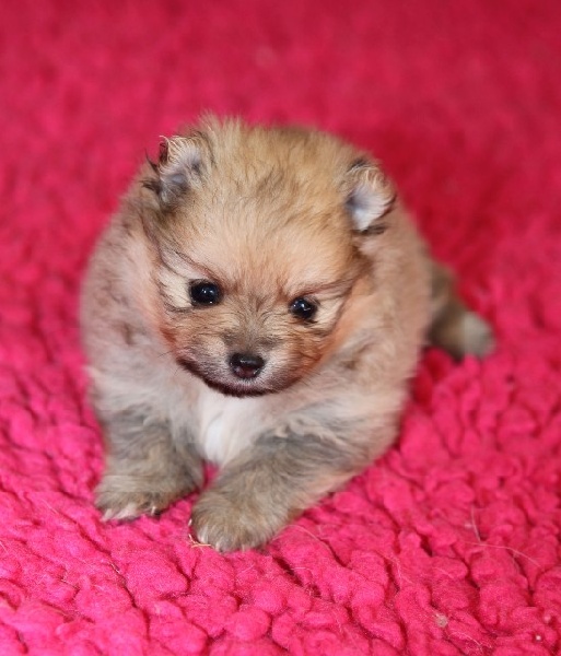 Publication : de l'ange aux papillons Auteur : MOULLARD ODILE