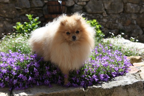 Publication : de l'ange aux papillons Auteur : MOULLARD ODILE