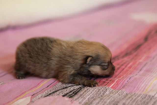 Publication : de l'ange aux papillons Auteur : MOULLARD ODILE