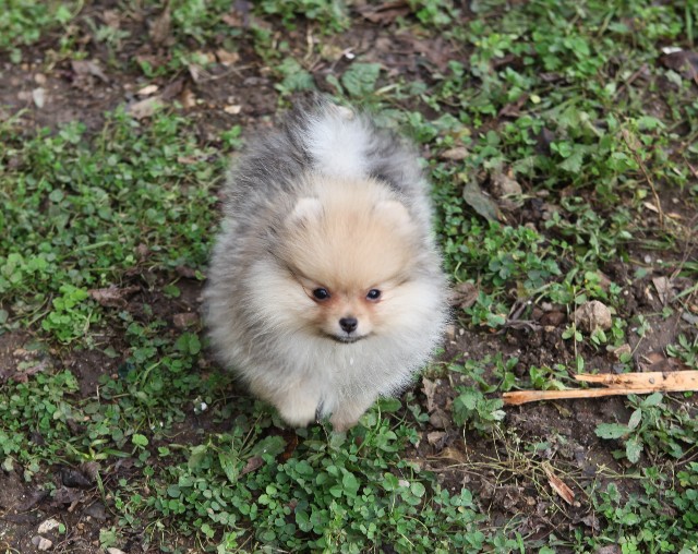 Publication : de l'ange aux papillons Auteur : MOULLARD ODILE