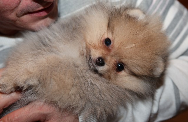 Publication : de l'ange aux papillons Auteur : MOULLARD ODILE