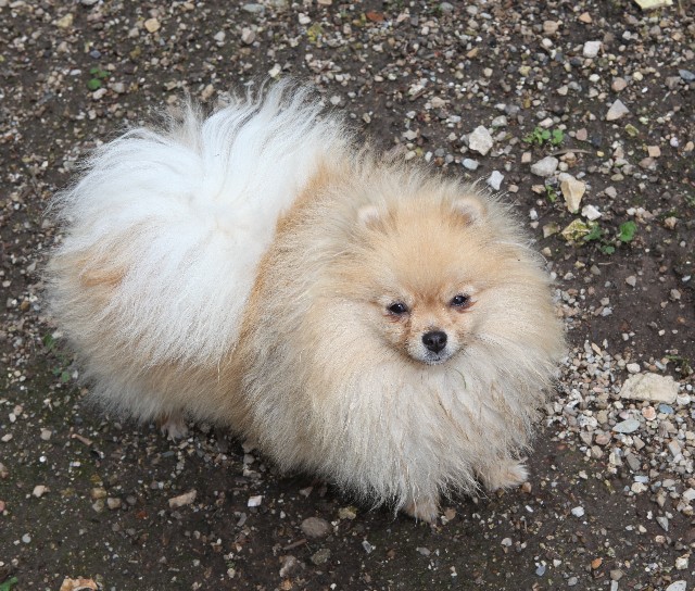 Publication : de l'ange aux papillons Auteur : MOULLARD ODILE