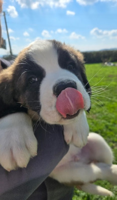 Les chiots de Chien du Saint-Bernard
