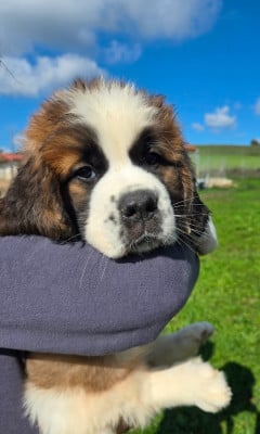 Les chiots de Chien du Saint-Bernard