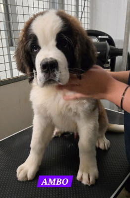 Les chiots de Chien du Saint-Bernard