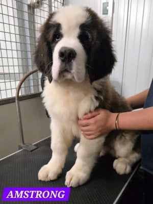Les chiots de Chien du Saint-Bernard