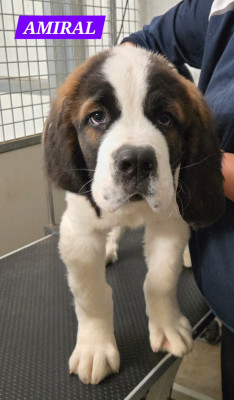 Les chiots de Chien du Saint-Bernard