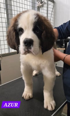Les chiots de Chien du Saint-Bernard