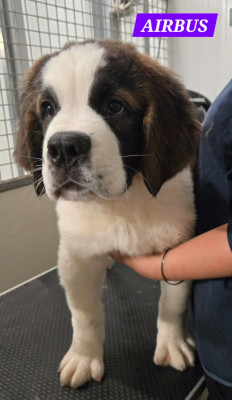Les chiots de Chien du Saint-Bernard