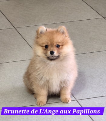 Les chiots de Spitz allemand