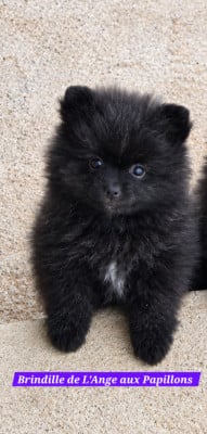 Les chiots de Spitz allemand