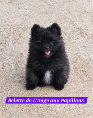 Les chiots de Spitz allemand