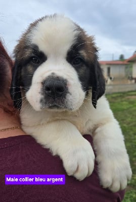 Les chiots de Chien du Saint-Bernard