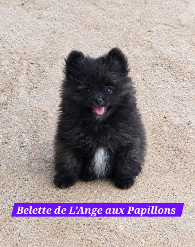 Spitz allemand - de l'ange aux papillons