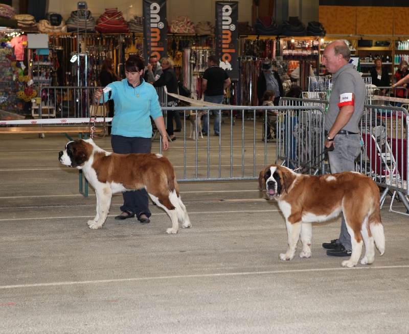 Hamande de l'ange aux papillons - 2eme trés prometteur