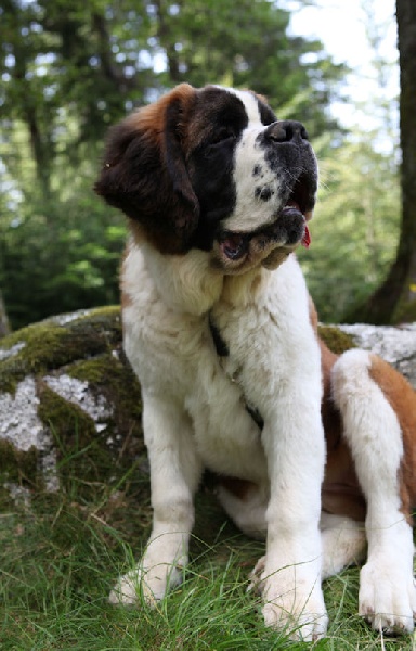 Hamande de l'ange aux papillons - TRES PROMETTEUR