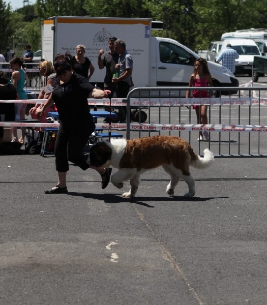 Hecume de l'ange aux papillons - TRES PROMETTEUR