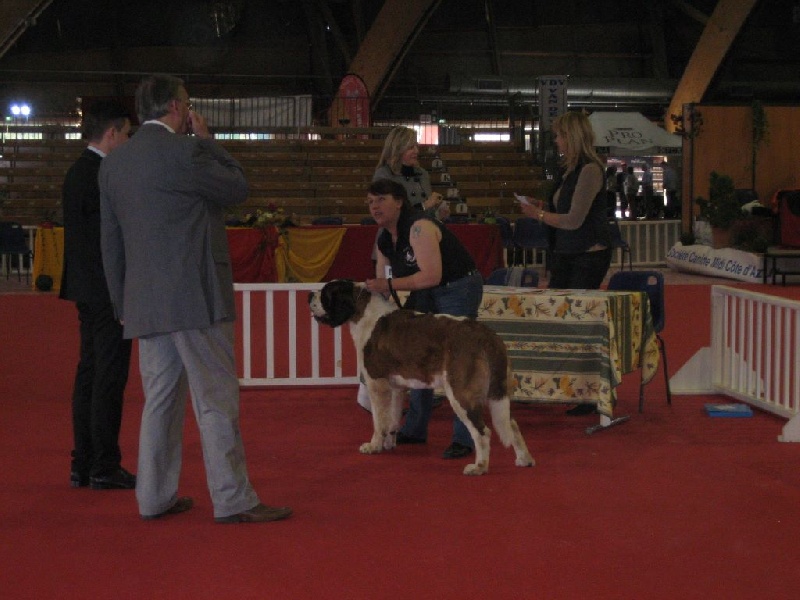 Izarra des molosses des neiges - 2eme Excellent