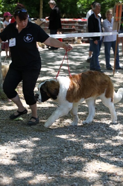 Hecume de l'ange aux papillons - TRES PROMETTEUR