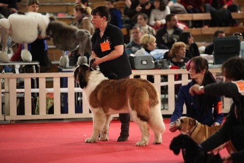 Hecume de l'ange aux papillons - 1er excellent meilleur jeune