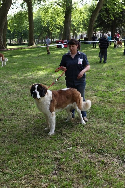 Izarra des molosses des neiges - EXCELLENT