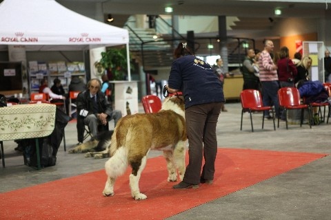 Hecume de l'ange aux papillons - 1er excellent