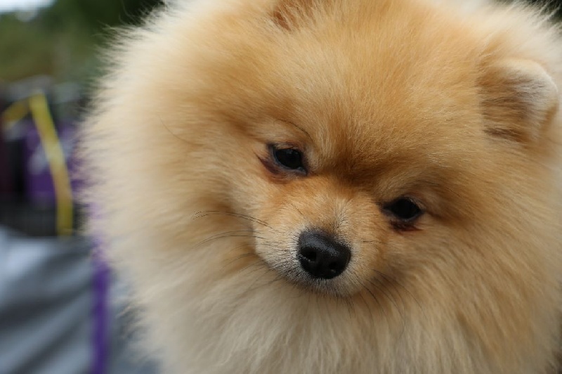 Jiminy de l'ange aux papillons - EXCELLENT